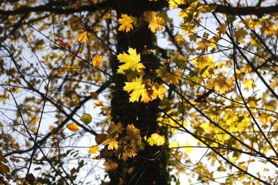 Close-up of yellow flowers on branch