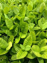 Full frame shot of green leaves