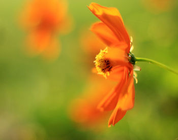 Close-up of orange flower