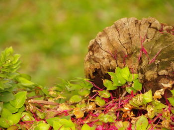 Close-up of leaves