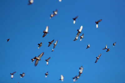 View of birds in flight