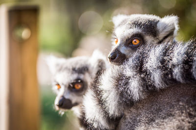 Close-up portrait of ring-tailed lemurs