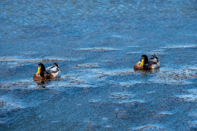 View of ducks swimming in lake