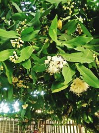 Low angle view of fresh green tree