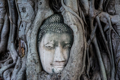 Statue of buddha amidst tree trunk
