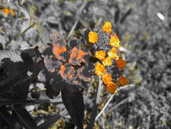 Close-up of flowers blooming outdoors