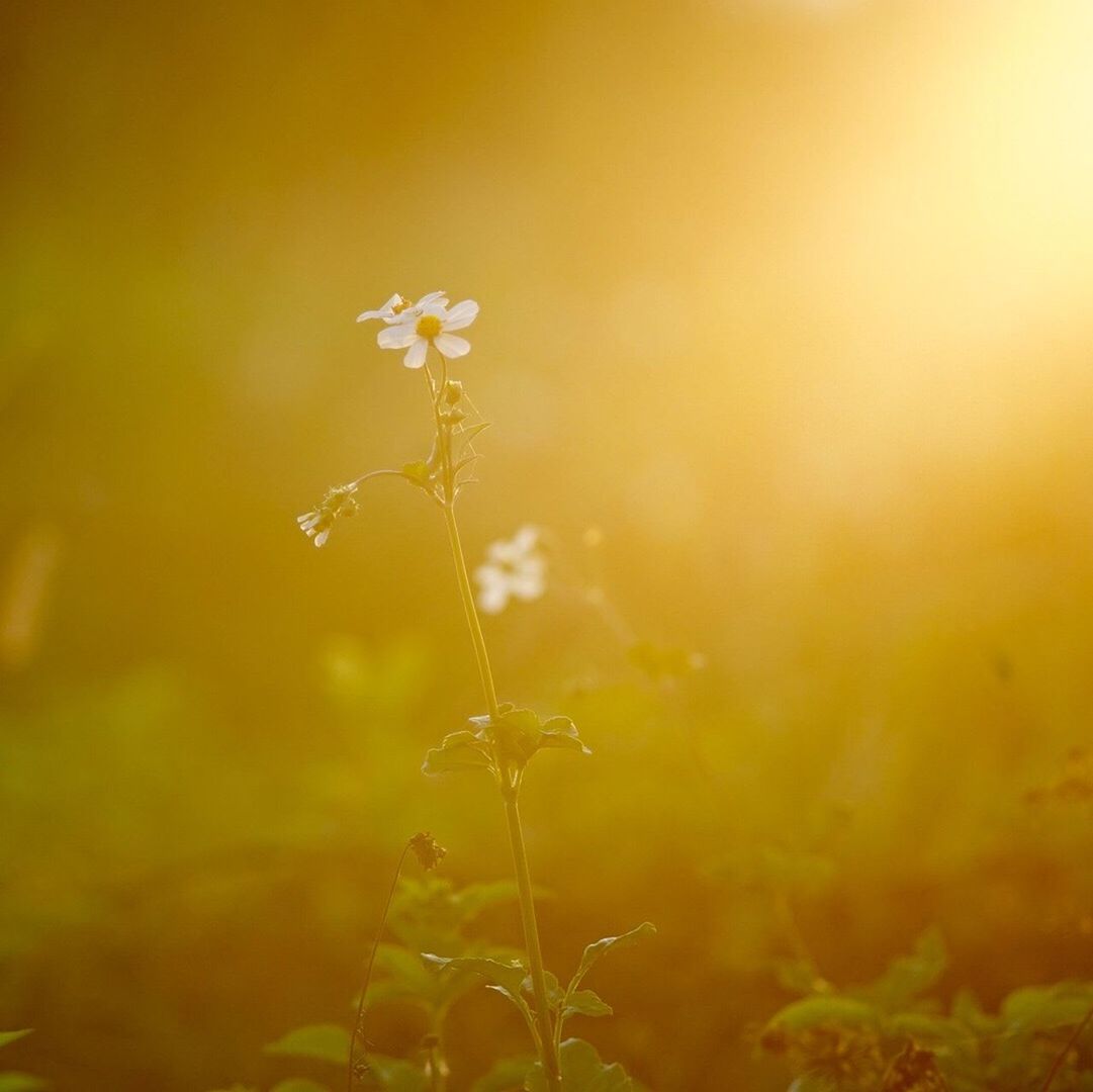 plant, nature, flower, beauty in nature, growth, yellow, fragility, freshness, close-up, vulnerability, flowering plant, no people, land, field, day, selective focus, outdoors, focus on foreground, plant stem, petal, flower head