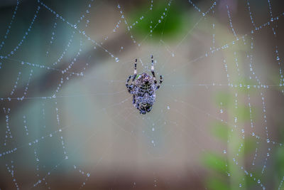 Close-up of spider on wet web