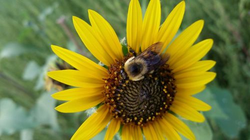 Close-up of bee on sunflower