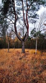 Bare trees on field against sky