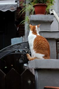 Cat sitting in a yard