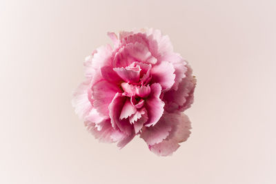 Close-up of pink rose against white background