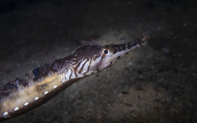 Close-up fish in sea