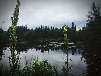 Reflection of trees in lake against sky