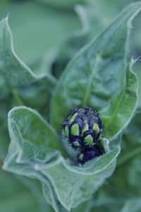 Close-up of green leaf and bud of cornflower 