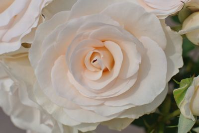 Close-up of white rose