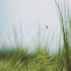 Close-up of insect on grass