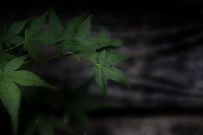 Close-up of leaves