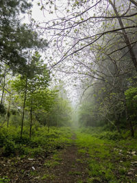Scenic view of forest