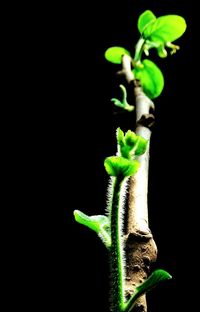 Close-up of green plant against black background