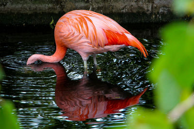 Close-up of flamingo in lake