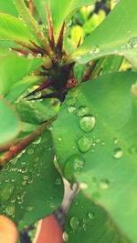 Close-up of water drops on leaves