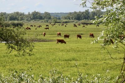 Cows in a field