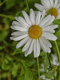 Close-up of white daisy