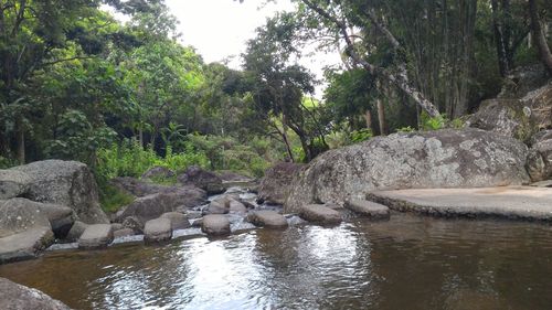 River flowing through forest