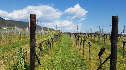 View of vineyard against sky