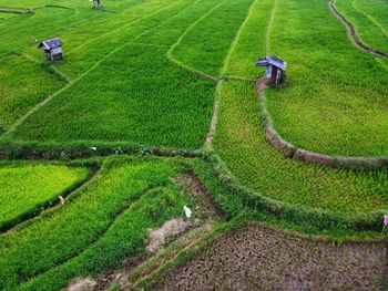 Aerial panorama of agrarian rice fields landscape like a terraced rice fields ubud bali indonesia