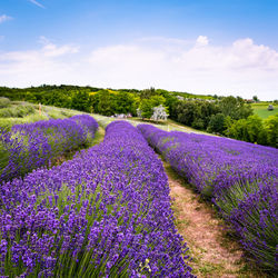 Purple flowering plants on field against sky