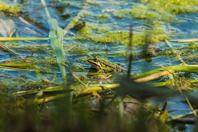 High angle view of crocodile swimming in lake