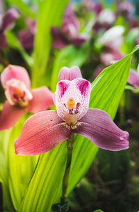 Close-up of pink flowering plant