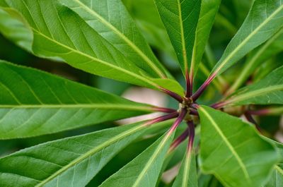 Close-up of plant