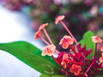 Close-up of flowers blooming outdoors