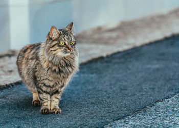 Close-up of cat on retaining wall