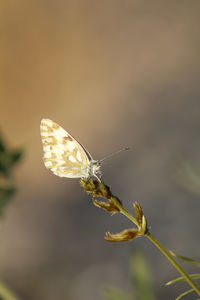 Close-up of butterfly pollinating flower