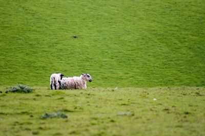 View of a sheep on field