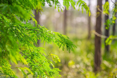 Close-up of leaves on tree trunk in forest