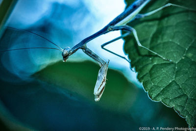 Close-up of butterfly on leaf