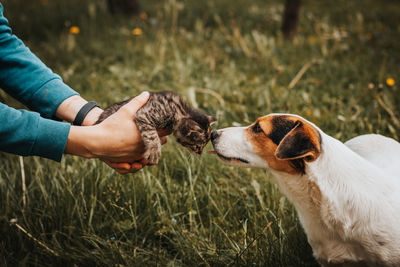 Little striped kitten kisses his protective female dog, who defends him and follows him 