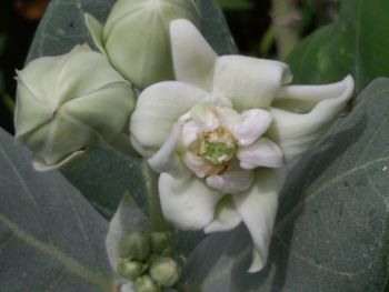 Close-up of white flowers