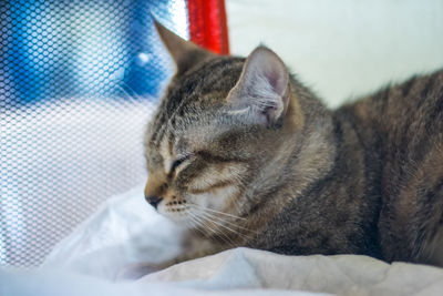 Close-up of cat sleeping on bed