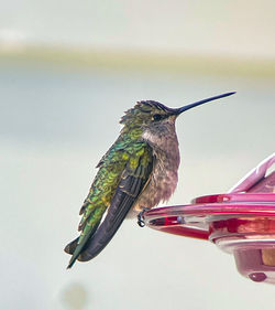 hummingbird