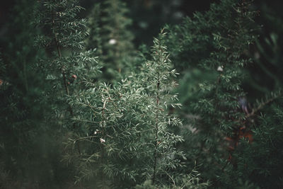 Close-up of plants growing on land