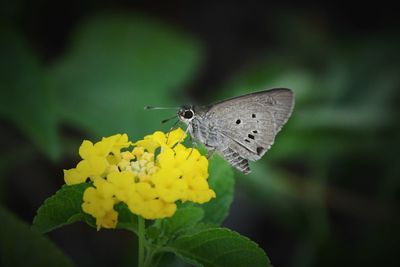 Close-up of butterfly pollinating on yellow flower