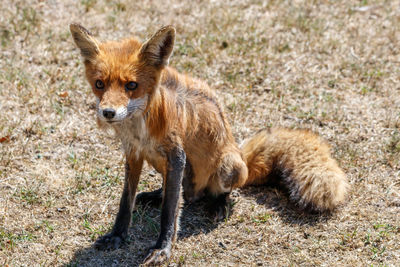 Portrait of lion on land