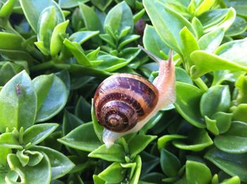 Close-up of snail on plant