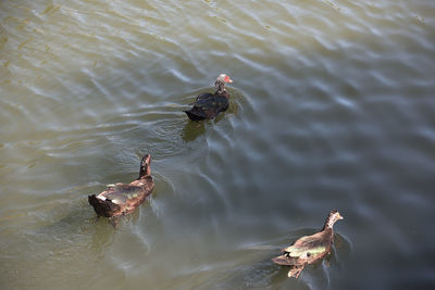 High angle view of ducks swimming on lake